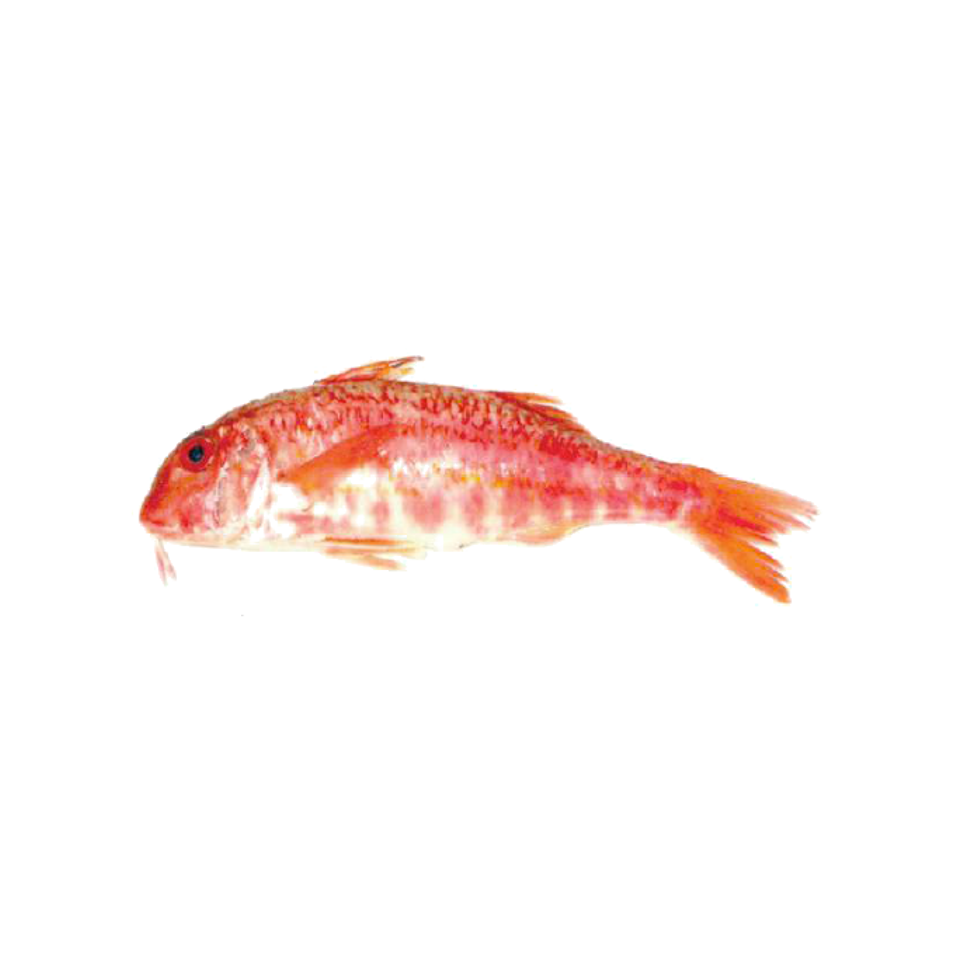 http://www.lorpexfish.com/100-large_01oslo/red-mullet.jpg