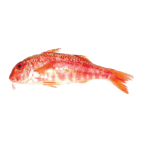 Red mullet