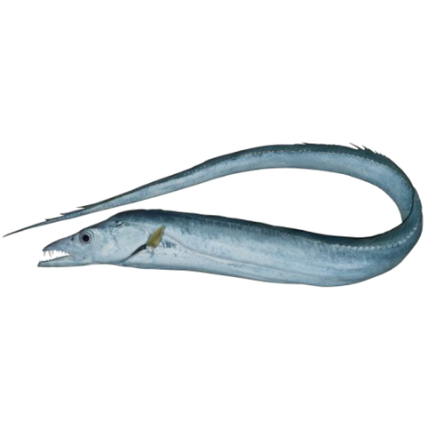 Lamson Noyer 6.5" flexible en acier inoxydable fendue poisson Spatule-Droitier