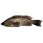 Mottled grouper