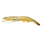 Langostino rosada