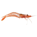 Langostino tigre