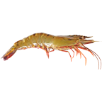 Giant tiger prawn