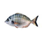 Sharpsnout seabream