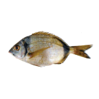 Sargo mojarra