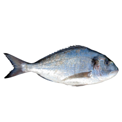 Gilthead seabream