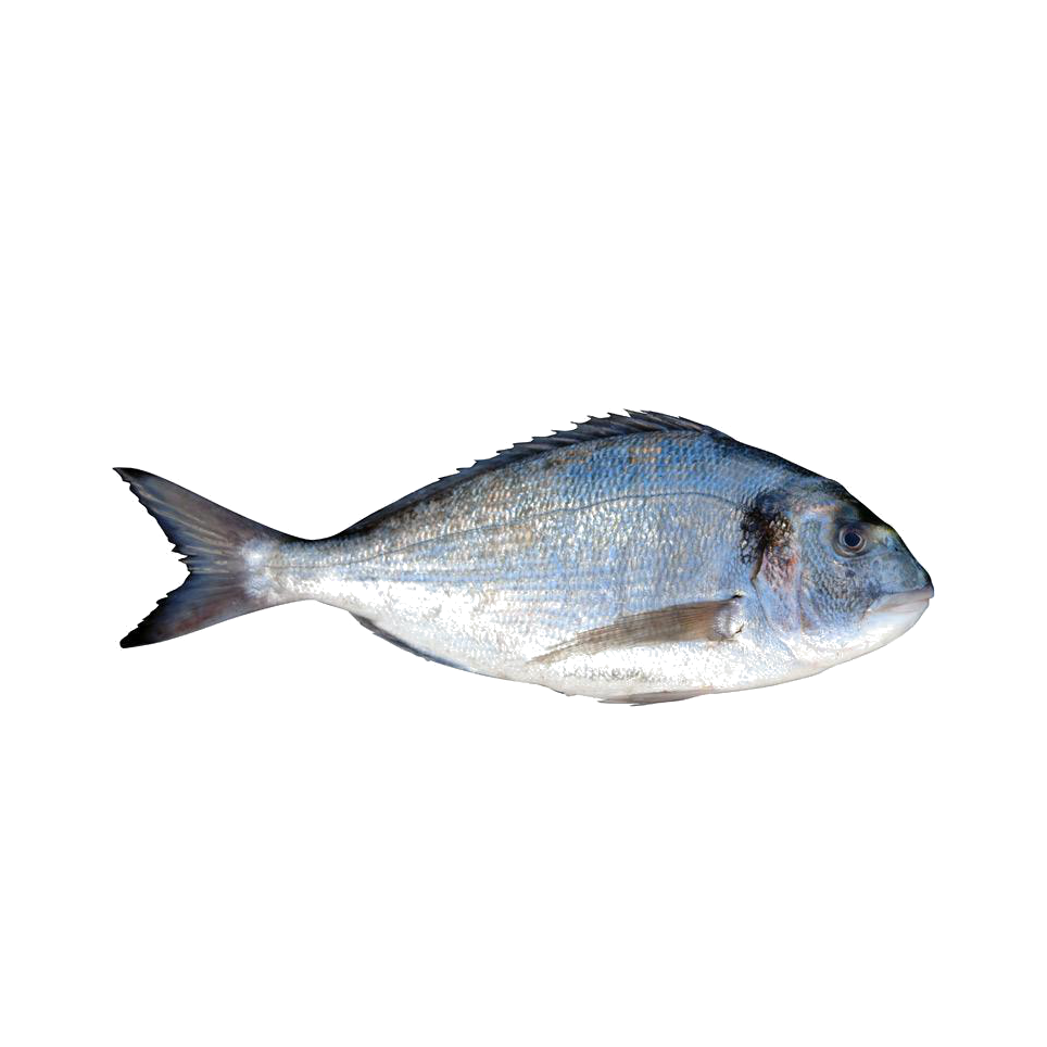 Gilthead seabream