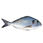 Gilthead seabream