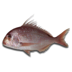 Bluespotted seabream