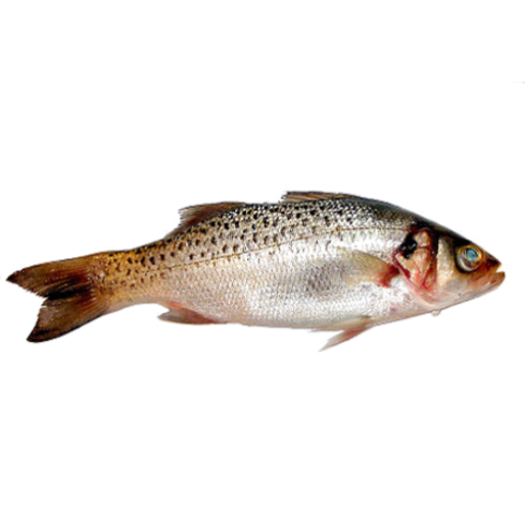 Spotted seabass