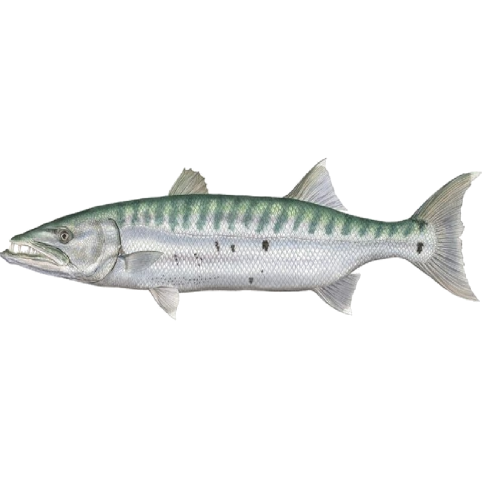 Barracuda