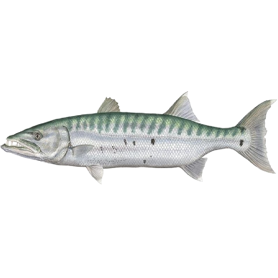 Barracuda