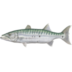 Barracuda