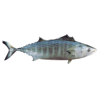 The atlantic bonito