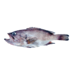 Dogtooth grouper