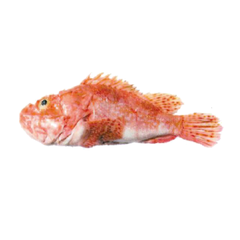 Lamson Noyer 6.5" flexible en acier inoxydable fendue poisson Spatule-Droitier