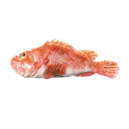 Slender rockfish