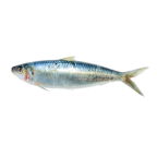 Medeiran sardinella