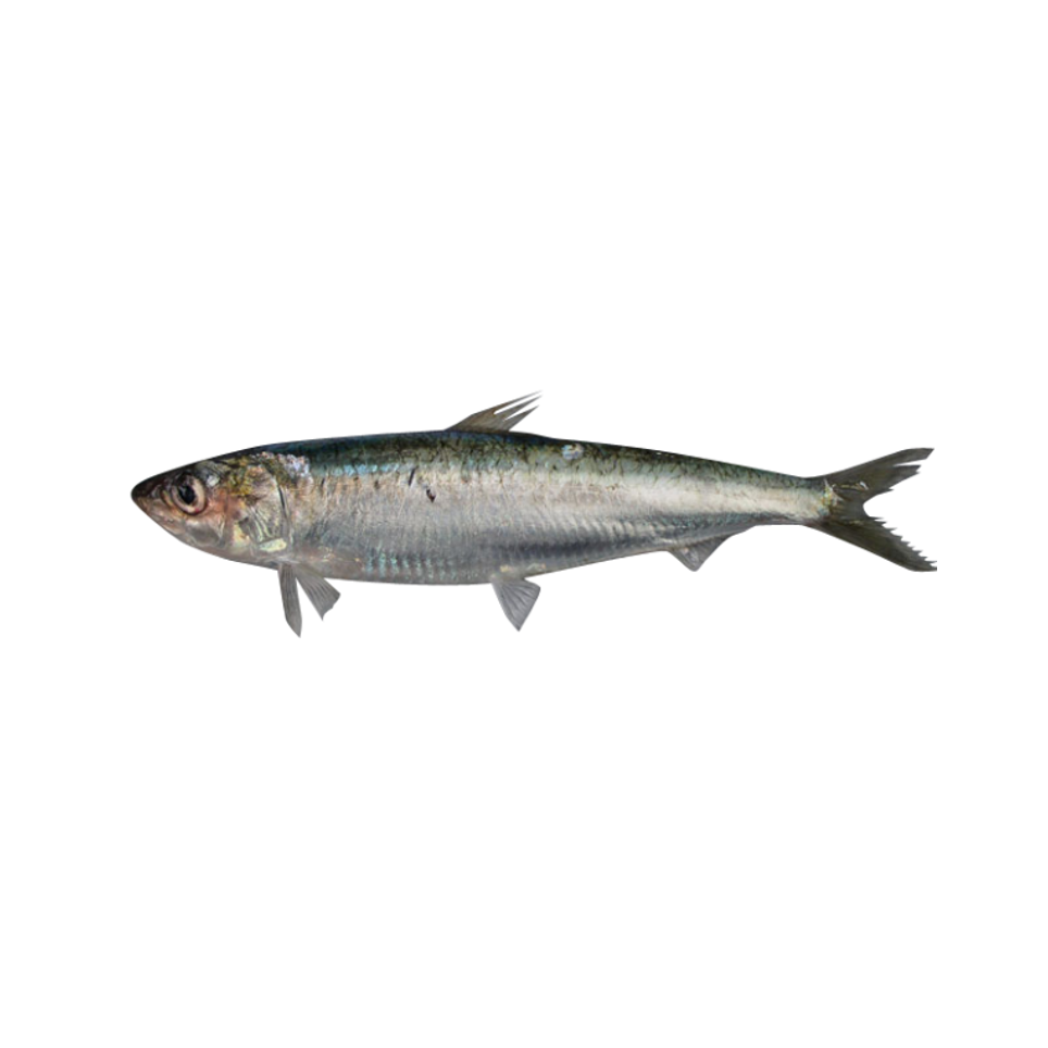 Sardine