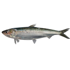 European pilchard