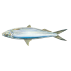 Round sardinella