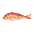 Goatfish