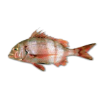 Redbanded seabream