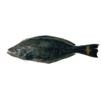 Spiny turbot