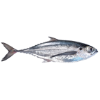 Horse mackerel