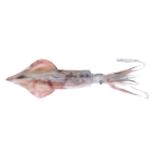 European squid