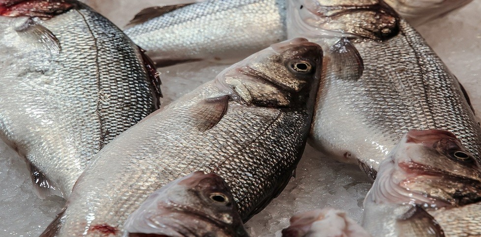 Pescado congelado - Lorpex Fish